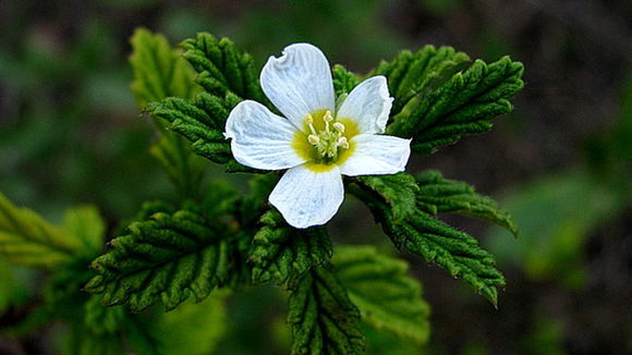 Imagem de Turnera calyptrocarpa Urb.