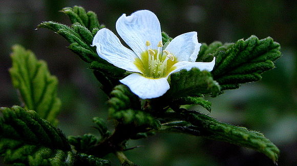 Imagem de Turnera calyptrocarpa Urb.