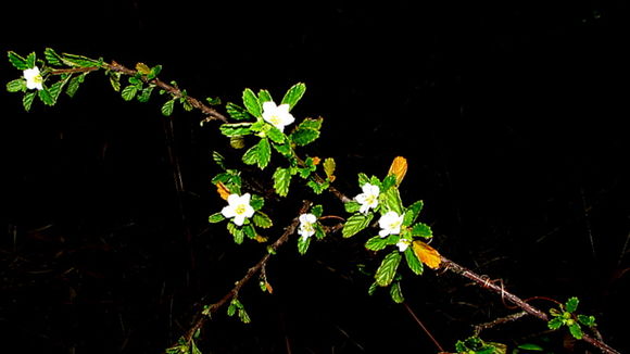 Imagem de Turnera calyptrocarpa Urb.