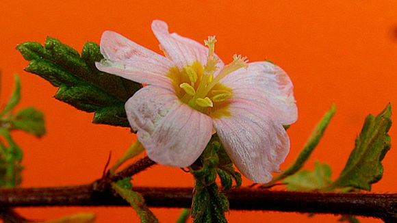 Image of Turnera calyptrocarpa Urb.