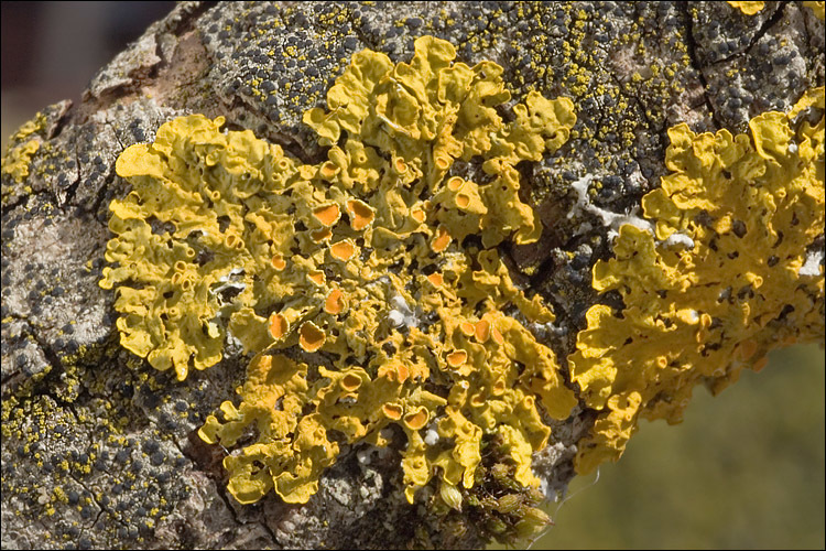 Image of orange wall lichen