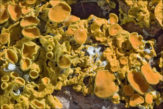 Image of orange wall lichen