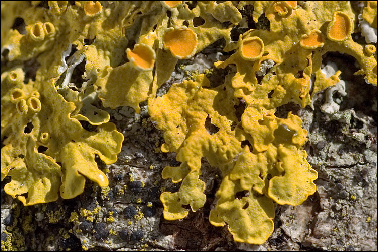 Image of orange wall lichen