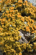 Image of orange wall lichen