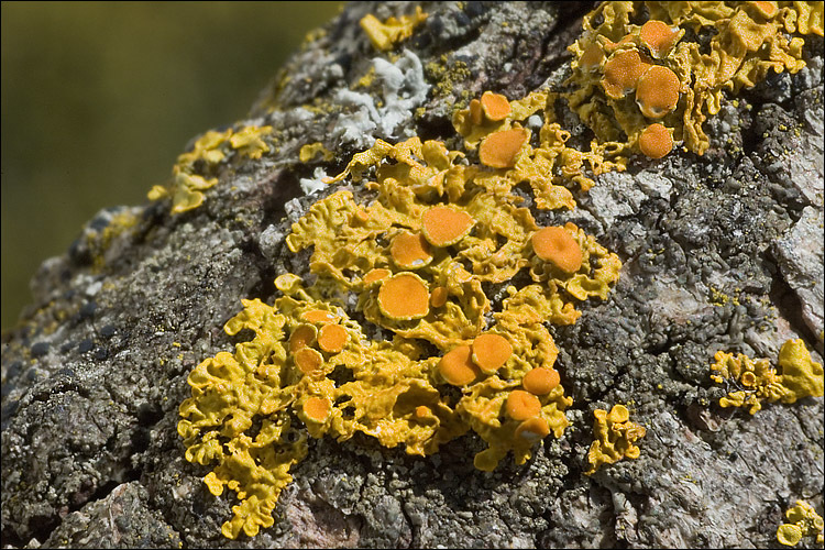 Image of orange wall lichen