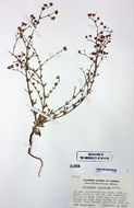 Image of anglestem buckwheat