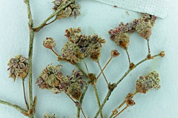 Image of anglestem buckwheat