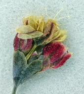 Image of San Jacinto buckwheat