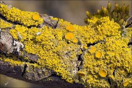 Image of lemon lichen