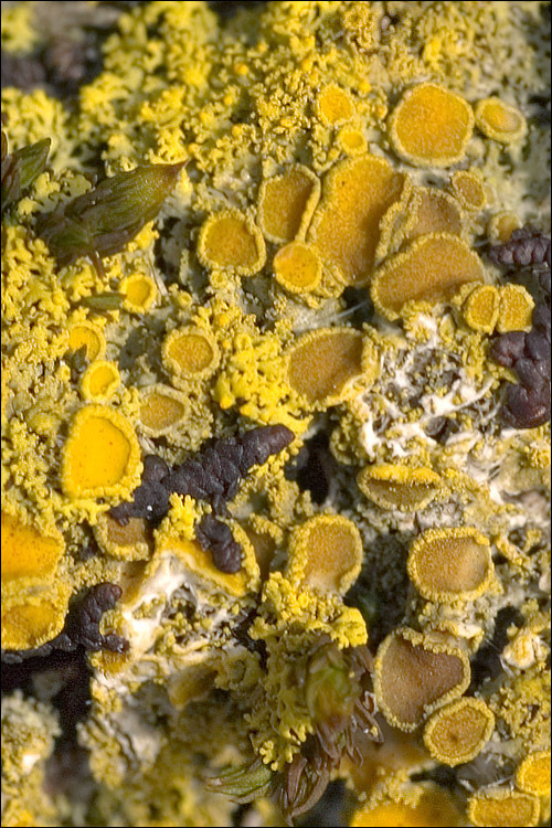 Image of lemon lichen