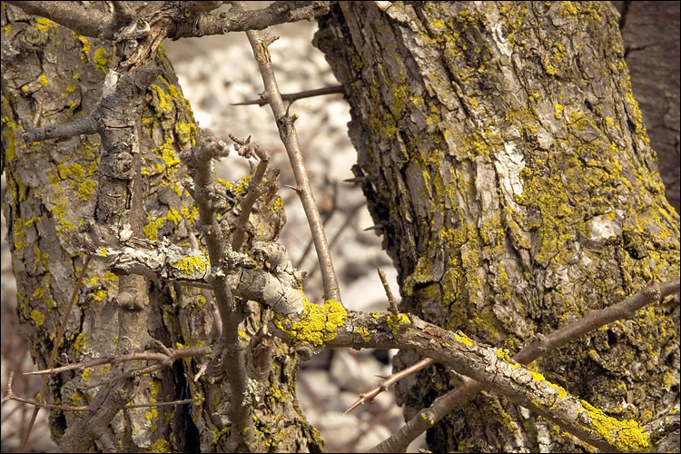 Image of lemon lichen