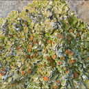 Image of rim lichen