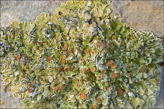 Image of rim lichen