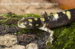 Image of Barred Tiger Salamander