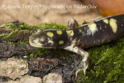 Image of Barred Tiger Salamander