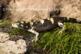 Image of Barred Tiger Salamander