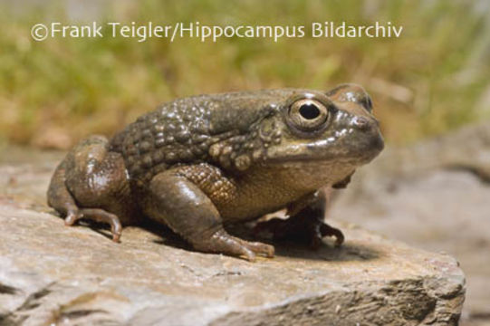 Image of Arabian toad