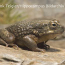 Image of Arabian toad