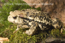 Image de Bufo gargarizans Cantor 1842