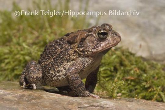 Image of Southern Toad