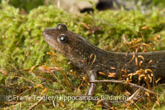 Image of Blackbelly Salamander