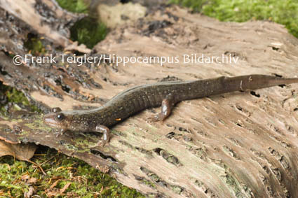 Image of Blackbelly Salamander
