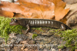 Image of Blackbelly Salamander