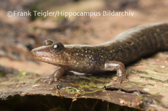 Image of Blackbelly Salamander