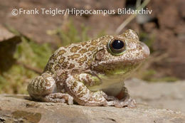 Image of <i>Hyla gratiosa</i>