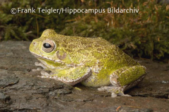 Image of <i>Hyla gratiosa</i>