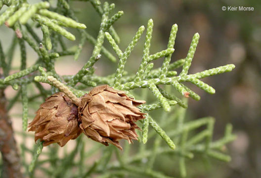 Sivun Juniperus californica Carrière kuva