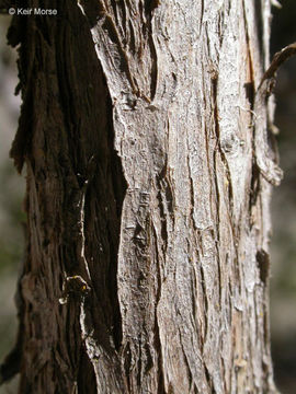 Image of California Juniper