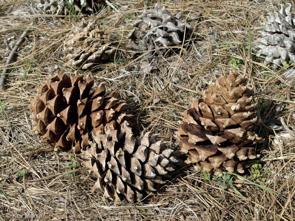 Image of Bull Pine