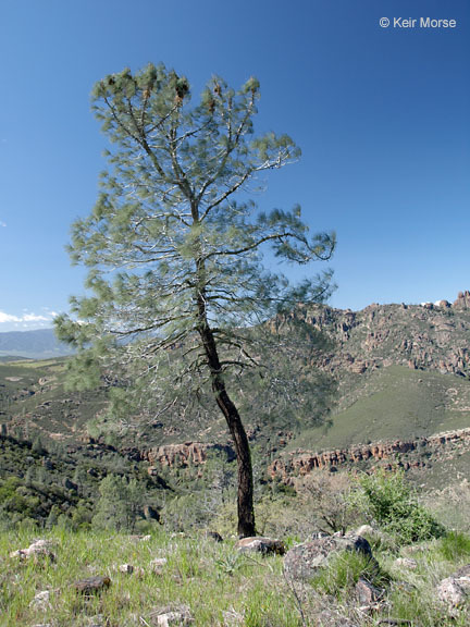 Image of Bull Pine