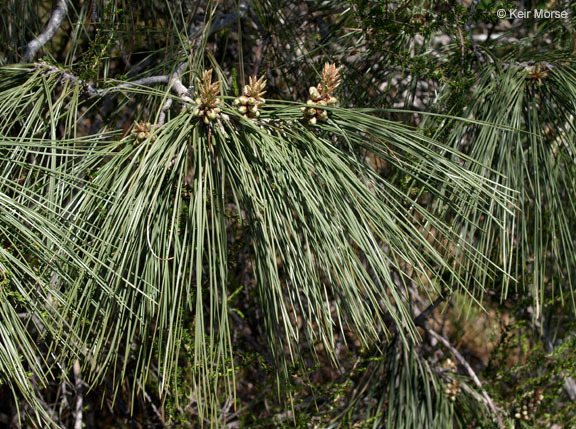 Image of Bull Pine