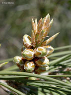 Image of Bull Pine