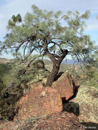 Image of Bull Pine