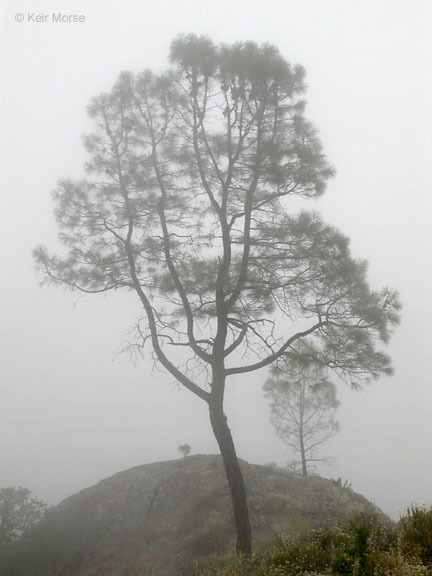 Image of Bull Pine