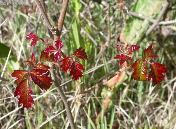 Image of Pacific poison oak