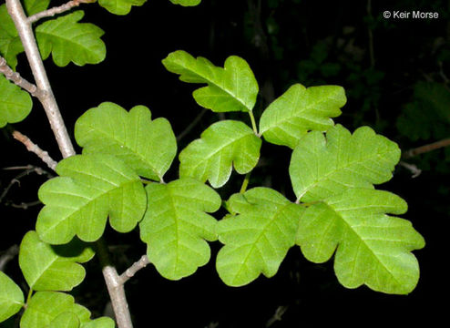 Image of Pacific poison oak