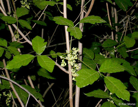 Image of Pacific poison oak