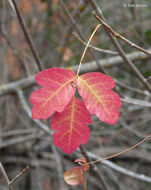 Image of Pacific poison oak