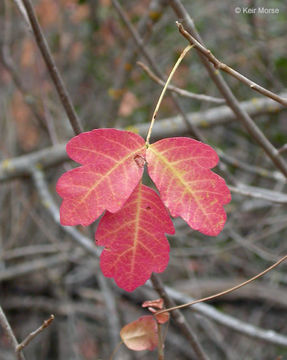 Слика од Toxicodendron diversilobum (Torr. & Gray) Greene