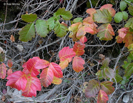 Image of Pacific poison oak