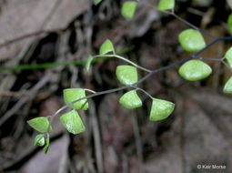 Adiantum jordanii Müll. Hal.的圖片