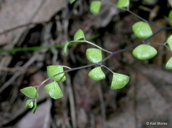 Imagem de Adiantum jordanii Müll. Hal.