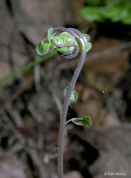 Adiantum jordanii Müll. Hal.的圖片