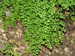 Adiantum jordanii Müll. Hal.的圖片