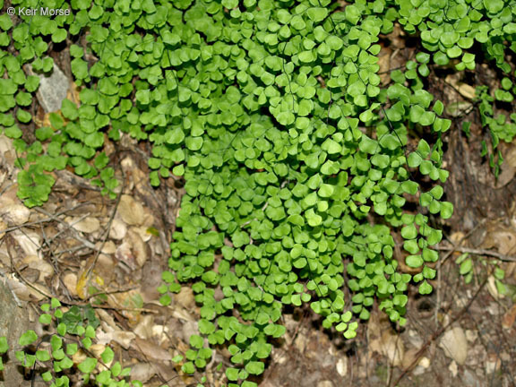 Adiantum jordanii Müll. Hal.的圖片