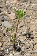 Image de Apiastrum angustifolium Nutt.